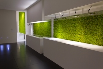 zielone ściany z mchu w kuchni