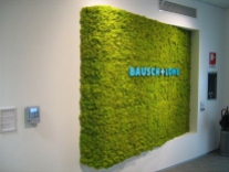 zielone ściany z mchu w biurze